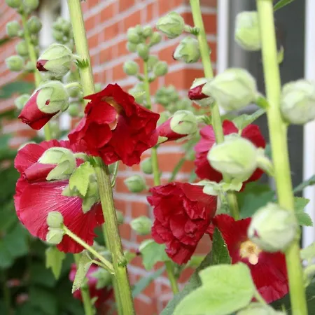 Ein-steinwurf-zum-ostseestrand-ferienwohnung-martha-mit-terrasse *